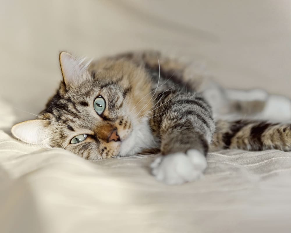 Sears Veterinary Hospital | Lancaster Speciality & Emergency Vet