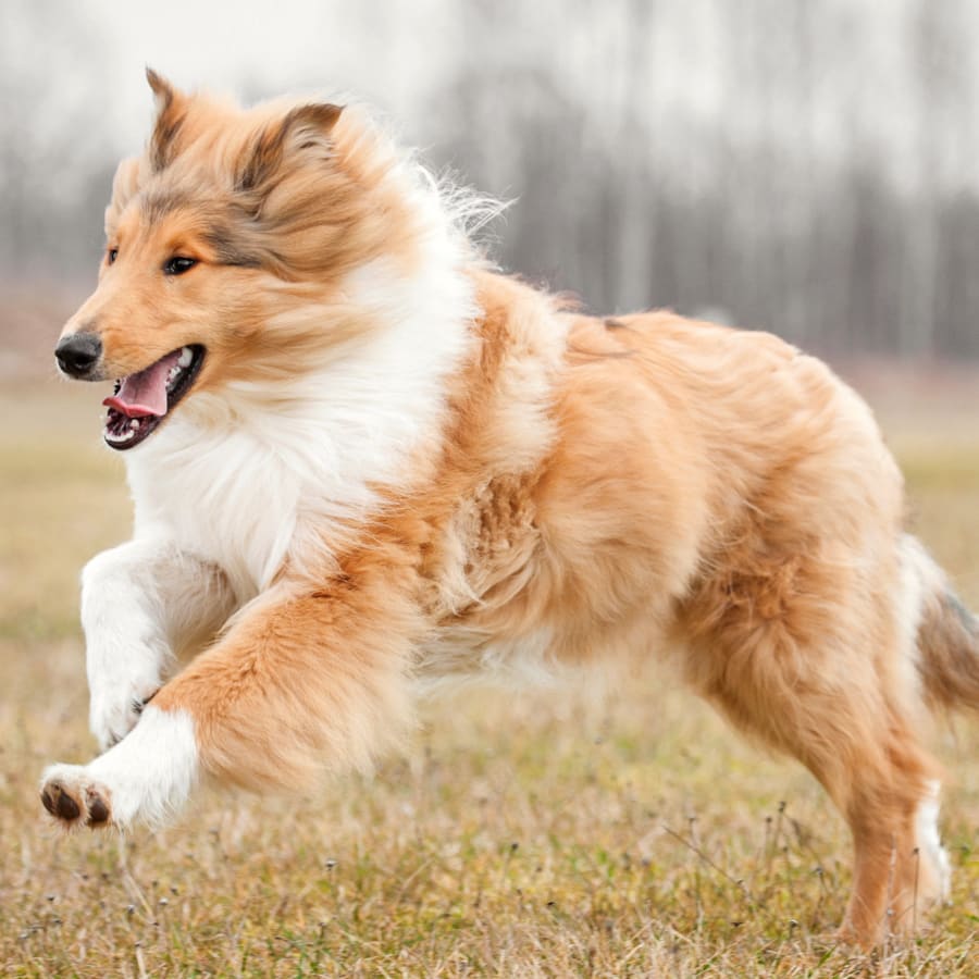 Vet Internal Medicine for Cats & Dogs, Lancaster